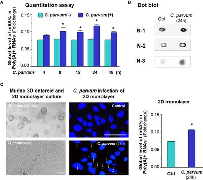 m6A mRNA Methylation Regulates Epithelial Innate Antimicrobial Defense Against Cryptosporidial Infection